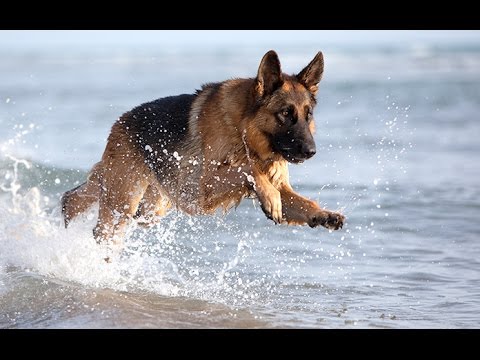 Royal Canin - Ce qui fait notre différence