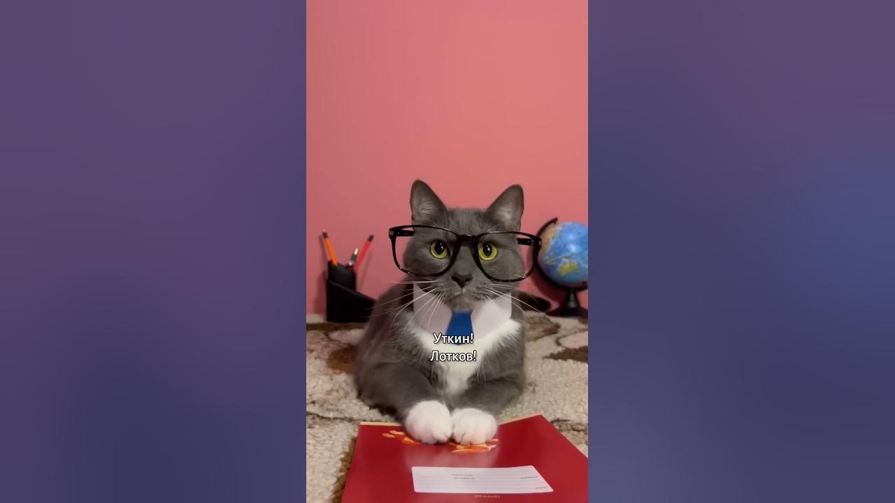 КОТИКИ В ШКОЛЕ - НОВЕНЬКИЙ - YouTube