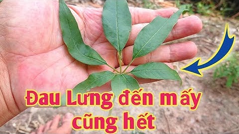 Bài thuốc trị Đau Lưng, Đau nhức xương khớp. PHAN HẢI Channel