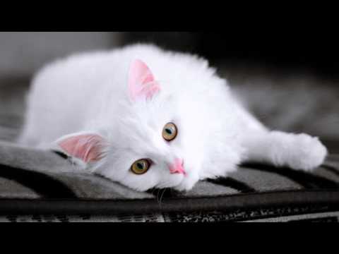 Video: Toyger Cat: Foto, Cins Təsviri, Məzmun Xüsusiyyətləri, Sahibin Rəyləri