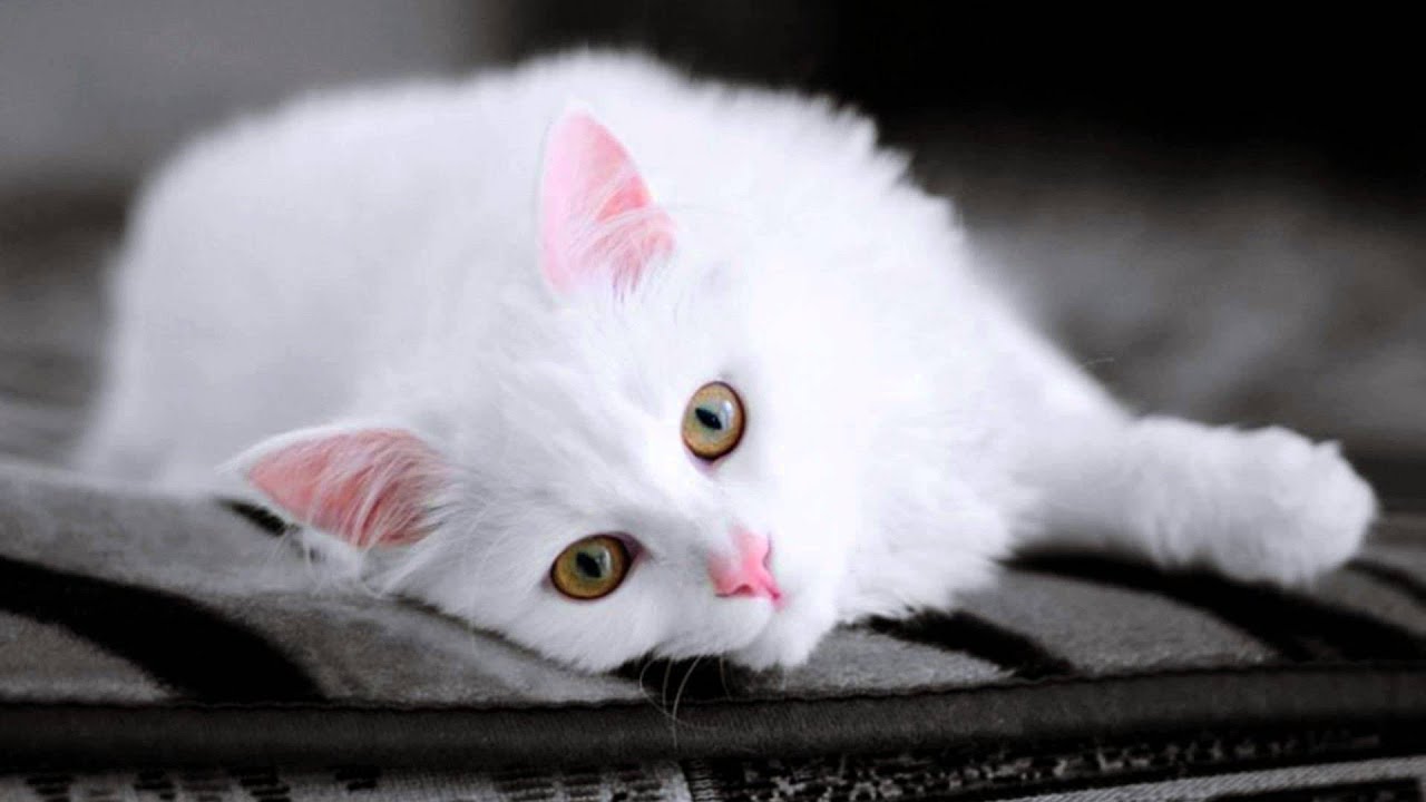 Cute white cat pictures - YouTube