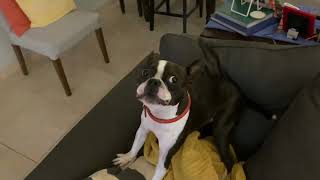 Angry Boston Terrier Won’t Stop Talking to Mom