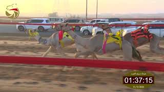 سباق الفطامين - ميدان سيف العرب 11-5-2024 ش8 شاهين لـ محمد سلطان سعيد المالكي 2:13