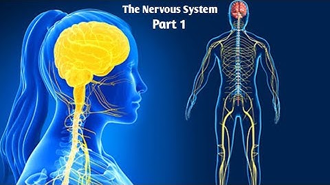 Science Booster, Class 5 , Chapter 4, The Nervous System, Part 1