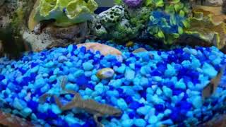 African Dwarf Frogs and Cory Cat Fish
