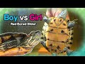 How to Differentiate Male and Female Red Eared Slider Turtles