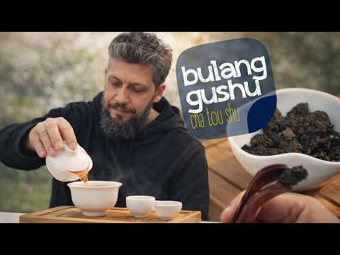 Pu-Erh Bulang Gushu Cha Tou Shu – what is Cha Tou and what does tea from old trees taste like?