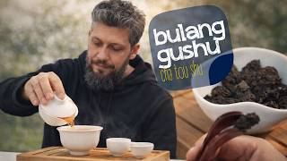 Pu-Erh Bulang Gushu Cha Tou Shu – czym jest Cha Tou i jak smakuje herbata ze starych drzew?