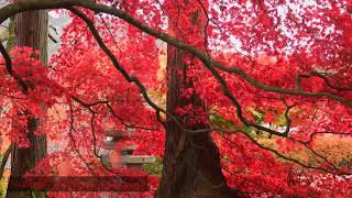 ȒἝƉ   ҒĿὋẂἝȒṨ   ẂἿҬἬ   ȒᾋἿƝ   ᾋƝƉ   QȖἿἝҬ   ṂȖṨἿƇ _Very Relaxing_(Very Nice Music)_HD screenshot 3