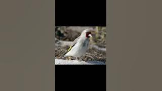 Goldfinch betina hanya satu suara nyanyian# #lovebird# goldfinch# viral# Saira Baaz Quetta