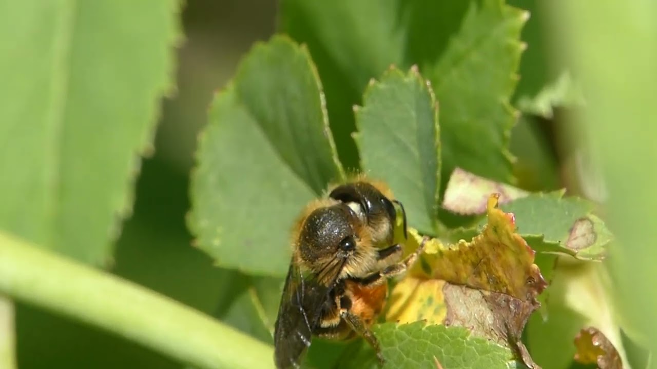 leafcutter cutting a leaf