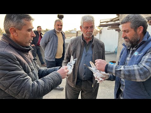 Mardin’den Yıllarca Emek Verilip Hizmet Edilen Tek Soy Tek Damar Kuşlar Bu Akşam 21:00 da ‼️