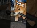’26.5.13 力丸とサイドブレーキ… #柴犬 #shibainu #柴犬のいる暮らし #柴犬の日常 #車中泊犬 #カメラ目線 #力丸
