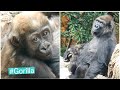 Baby Gorilla Reintroduced To Her Troop スモモが家族と合流