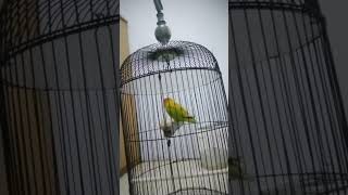 Download Lagu Lovebird Zainal SK 99 SF Kediri MP3 Download Lagu Lovebird Zainal SK 99 SF Kediri MP3