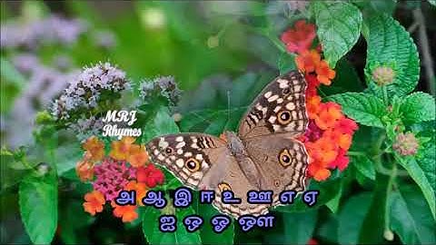 பட்டாம்பூச்சி பட்டாம்பூச்சி பாடல் | எண்ணும் எழுத்தும் | தமிழ் | பருவம் 01 | வகுப்பு 1-3