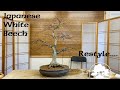 Restylage dun htre blanc japonais  greenwood bonsai