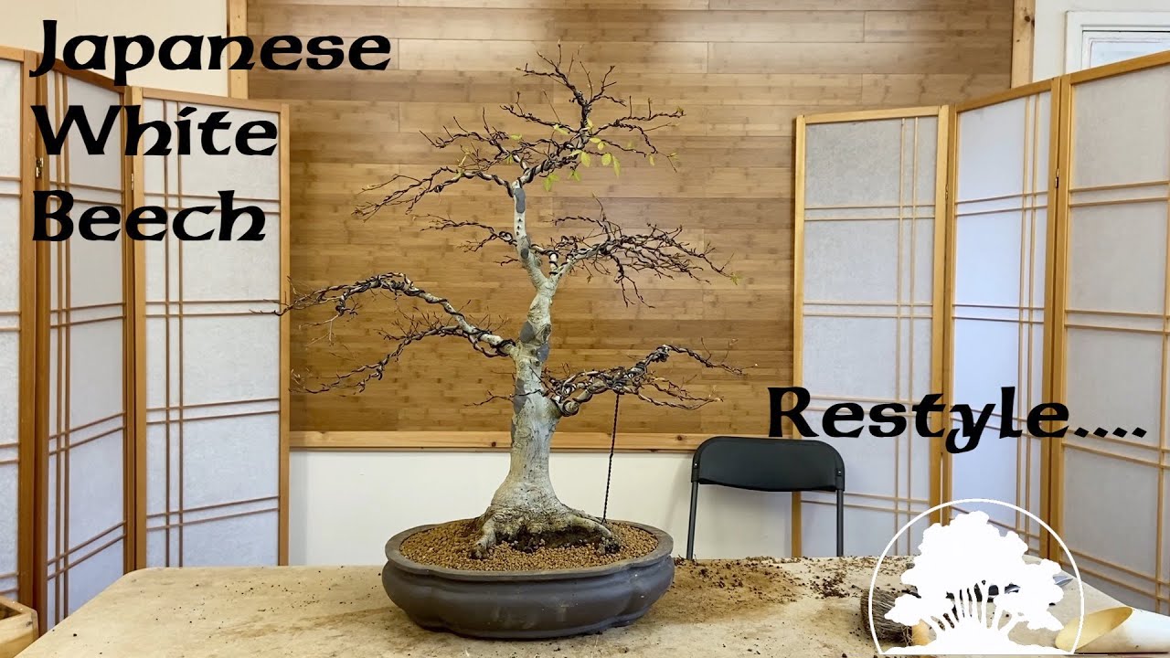 Restyling a Japanese White Beech - Greenwood Bonsai