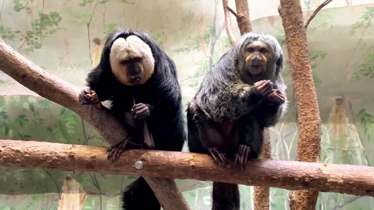 White-Faced Saki: South America's Unique Monkey