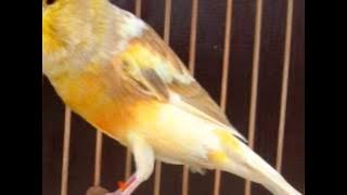 SUARA BURUNG Masteran Kenari Isian Blackthroat Dan Sanger