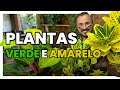 6 PLANTAS verde e amarelo para CULTIVAR em casa ou jardim