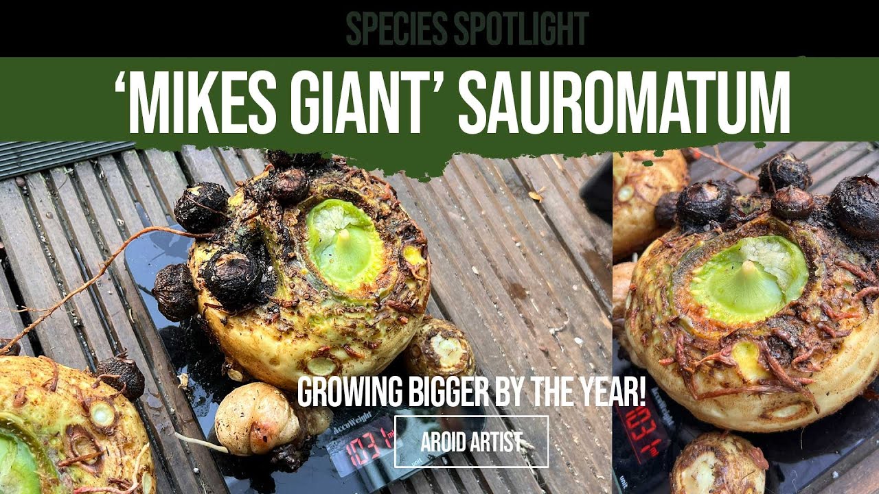 ГИГАНТ САУРОМАТУМА МАЙКСА! Пора выкопать и посмотреть, насколько большими стали клубни в этом сез...