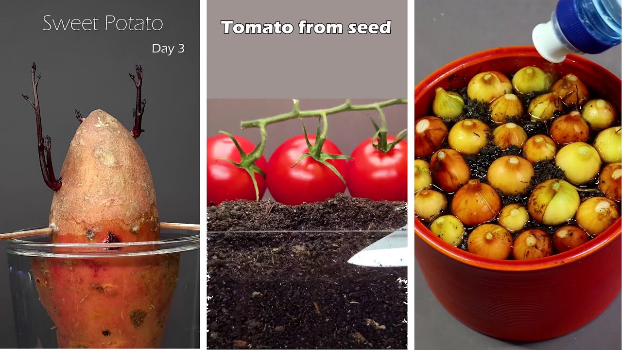 TOP 15 most beautiful timelapse shorts I've ever seen - #greentimelapse #gtl #timelapse