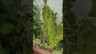 xerophytic adaptation in opuntia by Spiny Leaves screenshot 1