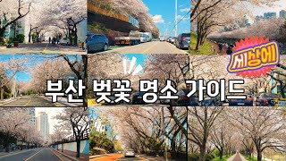 Busan Guide/Korea/부산 벚꽃 명소 13곳 가이드