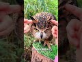 ワシミミズクこそ鳥界の「お騒がせキャラ」！ニワトリの卵を間違えて孵化させちゃって、最後はポカーンと困惑顔！
