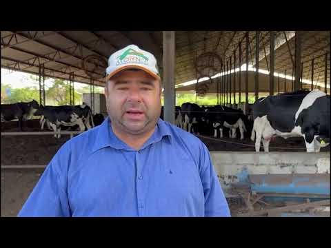 COMPOST BARN REVOLUCIONA PRODUÇÃO E BEM-ESTAR ANIMAL EM FAZENDA DE GOIÁS