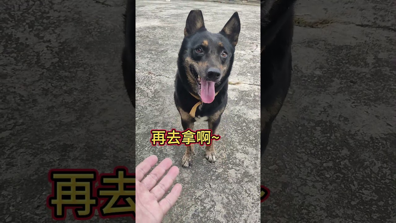 [台灣米克斯]405  社恐狗短暫收起社恐...#台灣犬 #台灣米克斯 縮圖