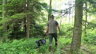 Wie wird der Wienerwald klimafit? | Wald der Zukunft