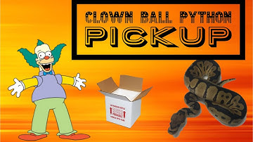 Clown Ball Python Unboxing