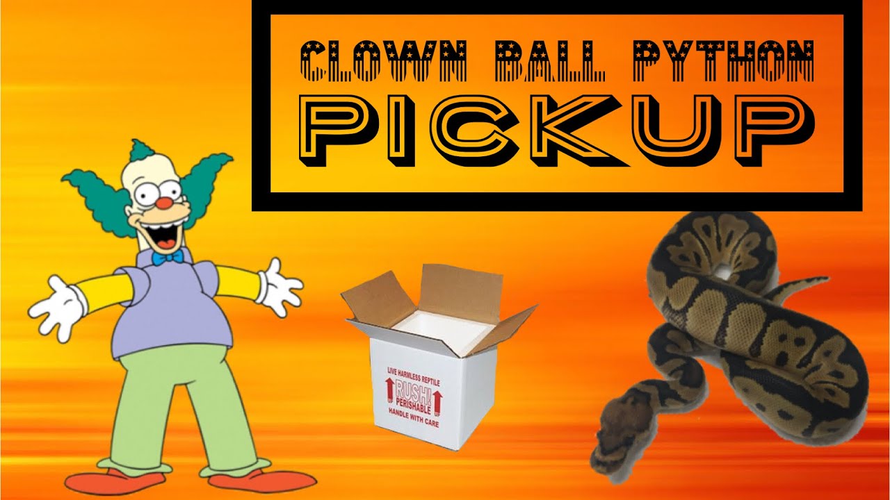 Clown Ball Python Unboxing