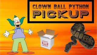 Clown Ball Python Unboxing Wealth