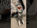 はみ出しにゃんこ#shorts