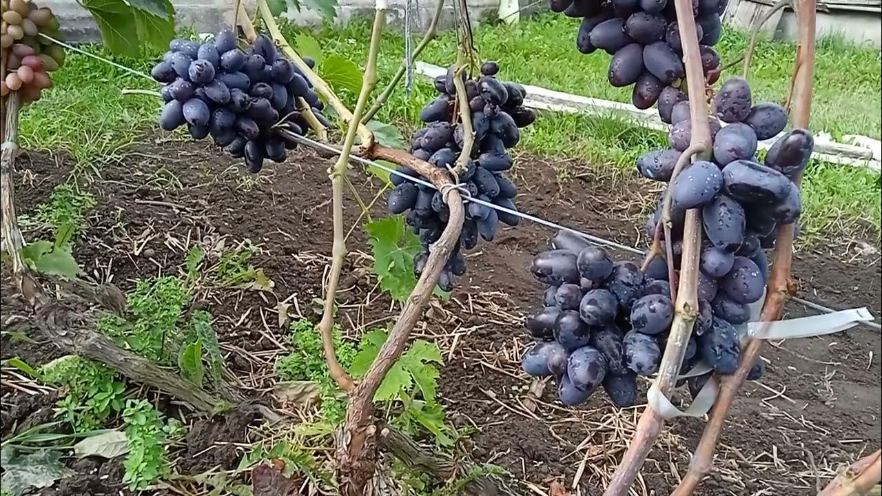 виноград Рембо - YouTube