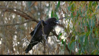 Female raven calls (Anna)