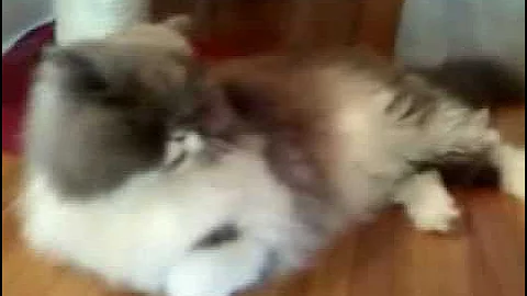 Watch the video about Exotic Persian - She gave birth 8 days ago to 3 kittens