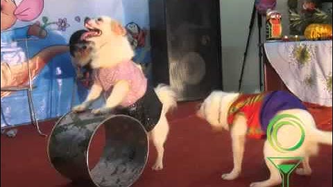 Dịch vụ biểu diễn xiếc khỉ chó ảo thuật hề trung thu 0982 170 586 Hót clip vui hay hài hước 2014