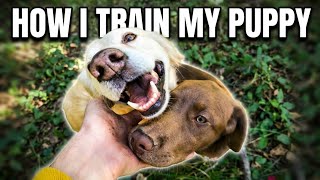 How I train my Puppy
