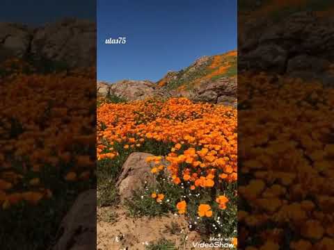 Sabahat akkiraz. Açtım