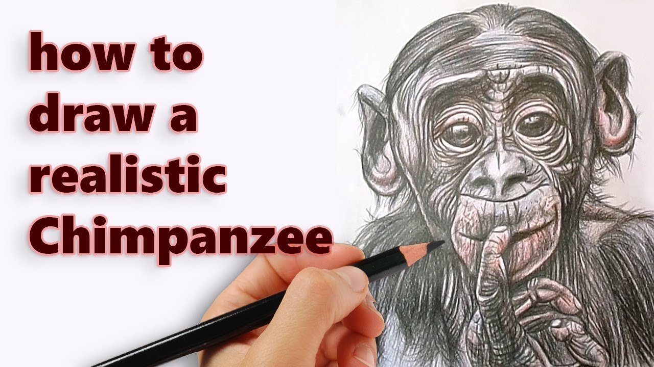 Chimpanzee - How to Draw Easy Step by Step Learn to Draw - YouTube