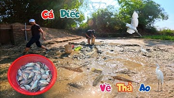 Không Ngờ Vũng Nước Nhỏ Cò Vày Cá Diếc Nhiều Đến Vậy - Tin Vui Cún Con Đã Ăn Cháo / Quế Nghịch