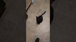 doyouwantshrimpie Tikicats Baby Treat cat  catlover kitty