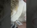 cat fixed himself in a small box|