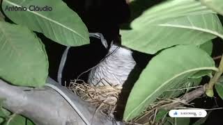 A Rolinha cascavel fez o seu ninho no pé da Goiabeira, ♥️🙌 by Antônio Cláudio🌵☀️ 74 views 2 weeks ago 37 seconds