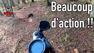 CHASSE AUX SANGLIERS EN BATTUE 2024 (Beaucoup d&#39;action)