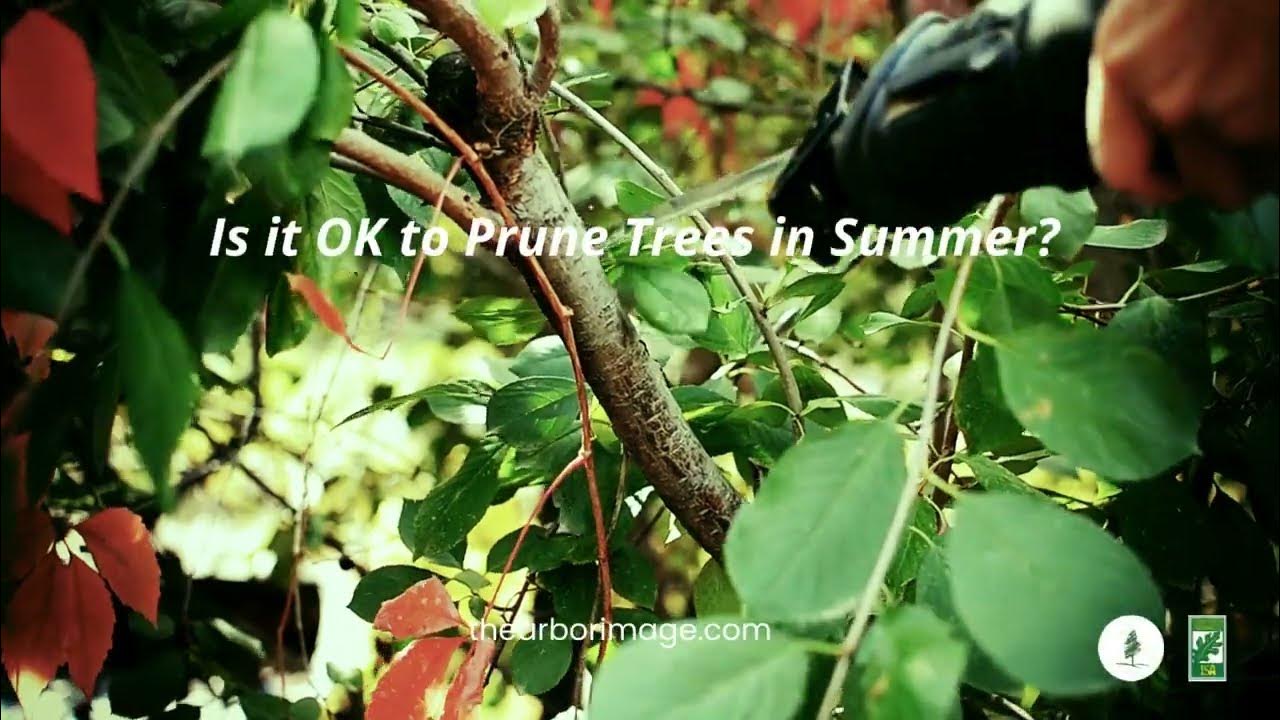 Is it Okay To Prune Trees In The Summer Arbor Image Tree Care Moore